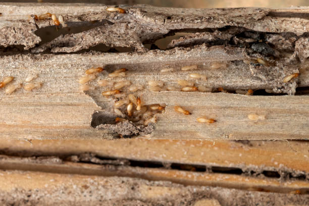 Best Best Pest Control Companies  in Mcfarland, WI